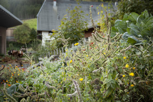 bauerngarten-erika-guenter-mooshof