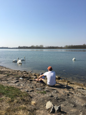 Pause mit Schwänen auf dem Rheinradweg