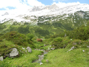 Kuh auf dem Abstieg Steinernes Meer