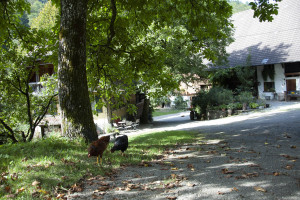 urlaub-schwaerzenbachhof-bio-bauernhof-schwarzwald